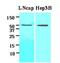 Acyl-CoA Thioesterase 11 antibody, NBP1-04289, Novus Biologicals, Western Blot image 