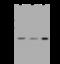 MCC Regulator Of WNT Signaling Pathway antibody, 206135-T36, Sino Biological, Western Blot image 