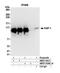 Tripartite Motif Containing 28 antibody, NBP2-76411, Novus Biologicals, Immunoprecipitation image 