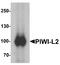 Piwi Like RNA-Mediated Gene Silencing 2 antibody, A04654-1, Boster Biological Technology, Western Blot image 