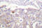 Claudin 4 antibody, LS-C175968, Lifespan Biosciences, Immunohistochemistry frozen image 