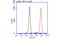 Annexin A5 antibody, GTX113384, GeneTex, Flow Cytometry image 