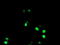 Non-POU Domain Containing Octamer Binding antibody, LS-B12240, Lifespan Biosciences, Immunofluorescence image 