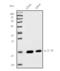Interleukin 10 antibody, M00021-1, Boster Biological Technology, Western Blot image 