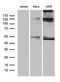 NFKB Inhibitor Epsilon antibody, LS-C799733, Lifespan Biosciences, Western Blot image 