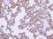 A-Kinase Anchoring Protein 17A antibody, LS-C185460, Lifespan Biosciences, Immunohistochemistry frozen image 