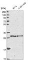 Transcription factor ETV7 antibody, HPA049689, Atlas Antibodies, Western Blot image 