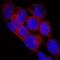 Egl-9 Family Hypoxia Inducible Factor 1 antibody, NBP2-76810, Novus Biologicals, Immunocytochemistry image 