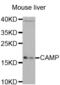 Cathelicidin Antimicrobial Peptide antibody, abx001382, Abbexa, Western Blot image 