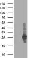 Polysaccharide Biosynthesis Domain Containing 1 antibody, TA503238S, Origene, Western Blot image 