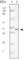 Seryl-TRNA Synthetase 2, Mitochondrial antibody, abx016056, Abbexa, Western Blot image 