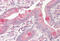 Vesicle-associated membrane protein 7 antibody, MBS248631, MyBioSource, Immunohistochemistry frozen image 