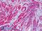 ACTH antibody, LS-B4901, Lifespan Biosciences, Immunohistochemistry frozen image 