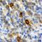 TNF Receptor Associated Factor 5 antibody, AF3280, R&D Systems, Immunohistochemistry frozen image 