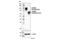 Glycoprotein Nmb antibody, 56898S, Cell Signaling Technology, Western Blot image 