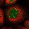 TWIST Neighbor antibody, NBP1-89449, Novus Biologicals, Immunofluorescence image 