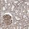 R-Spondin 3 antibody, NBP1-82234, Novus Biologicals, Immunohistochemistry frozen image 