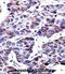 Dual Specificity Phosphatase 9 antibody, abx027671, Abbexa, Immunohistochemistry paraffin image 