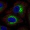 Collagen Type IV Alpha 6 Chain antibody, NBP2-56903, Novus Biologicals, Immunocytochemistry image 