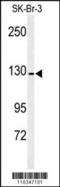 CD13 antibody, 63-028, ProSci, Western Blot image 