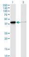 DnaJ homolog subfamily B member 4 antibody, H00011080-M02, Novus Biologicals, Western Blot image 