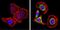 Sterol regulatory element-binding protein 2 antibody, GTX82865, GeneTex, Immunocytochemistry image 