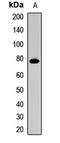 F-Box And WD Repeat Domain Containing 7 antibody, orb412391, Biorbyt, Western Blot image 