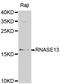 Ribonuclease A Family Member 13 (Inactive) antibody, MBS126512, MyBioSource, Western Blot image 