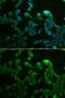 Complement C1r antibody, GTX33049, GeneTex, Immunocytochemistry image 