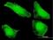 Sorting Nexin 20 antibody, H00124460-B01P, Novus Biologicals, Immunofluorescence image 