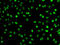 PHD Finger Protein 19 antibody, 23-376, ProSci, Immunofluorescence image 