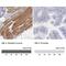 Myoglobin antibody, NBP2-54897, Novus Biologicals, Immunohistochemistry frozen image 