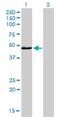Interferon Regulatory Factor 4 antibody, H00003662-M05, Novus Biologicals, Western Blot image 