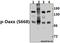 Death Domain Associated Protein antibody, A00439S668, Boster Biological Technology, Western Blot image 