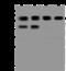 Citrate Synthase antibody, 200992-T40, Sino Biological, Western Blot image 