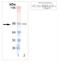 Estrogen Receptor 1 antibody, NB120-13538, Novus Biologicals, Western Blot image 