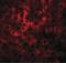 HDGF Like 2 antibody, PA5-21171, Invitrogen Antibodies, Immunofluorescence image 