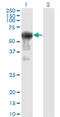 Prune Exopolyphosphatase 1 antibody, LS-B6393, Lifespan Biosciences, Western Blot image 