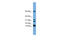 Leukotriene C4 Synthase antibody, 30-495, ProSci, Western Blot image 