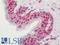 Serum Response Factor antibody, LS-B11340, Lifespan Biosciences, Immunohistochemistry frozen image 