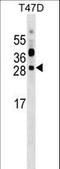 Phosphoribosyl Transferase Domain Containing 1 antibody, LS-C158744, Lifespan Biosciences, Western Blot image 