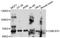 Cdk5 And Abl Enzyme Substrate 1 antibody, abx125589, Abbexa, Western Blot image 