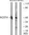 Acyl-CoA Thioesterase 4 antibody, LS-C119694, Lifespan Biosciences, Western Blot image 