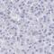 Caudal Type Homeobox 4 antibody, HPA056528, Atlas Antibodies, Immunohistochemistry frozen image 