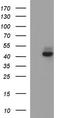 Necdin, MAGE Family Member antibody, TA506975BM, Origene, Western Blot image 