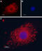 Polycystin 2, Transient Receptor Potential Cation Channel antibody, GTX54867, GeneTex, Immunocytochemistry image 