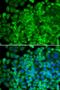 Galactosidase Alpha antibody, orb167113, Biorbyt, Immunofluorescence image 