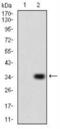 Purinergic Receptor P2Y13 antibody, NBP2-52526, Novus Biologicals, Western Blot image 