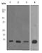 S100 Calcium Binding Protein A9 antibody, ab92507, Abcam, Western Blot image 