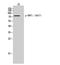 Dynamin 1 Like antibody, A00556S637-1, Boster Biological Technology, Western Blot image 